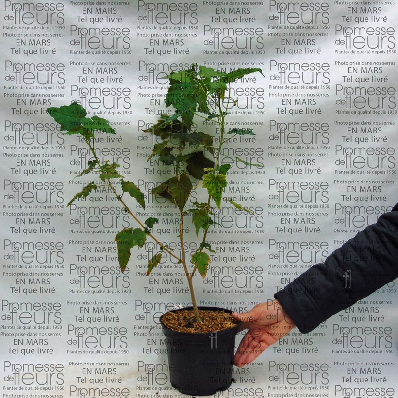 Esempio di esemplare Abutilon Suntense Vaso da 3L/4L come consegnato