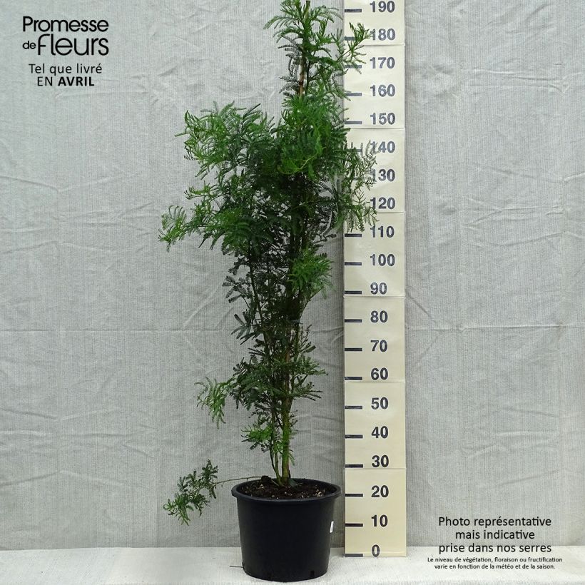 Acacia baileyana - Mimosa di Bailey Vaso da 7,5L/10L esemplare consegnato in primavera
