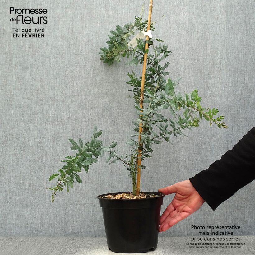 Acacia baileyana Purpurea - Mimosa di Bailey Vaso da 3L/4L esemplare consegnato in inverno