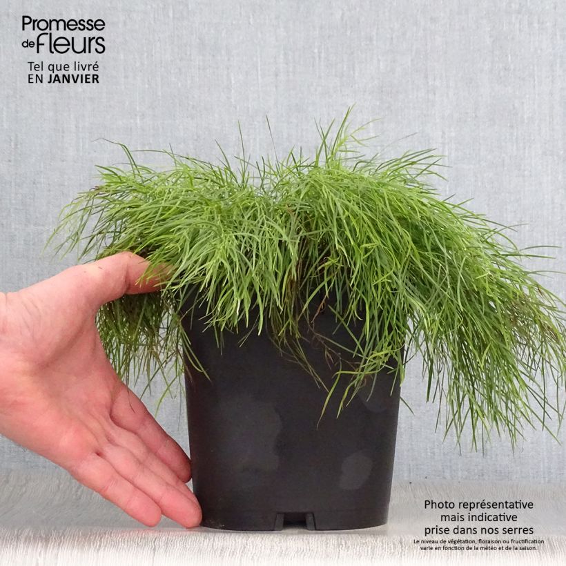 Acacia cognata Limelight - Mimosa Vaso da 3L/4L esemplare consegnato in inverno