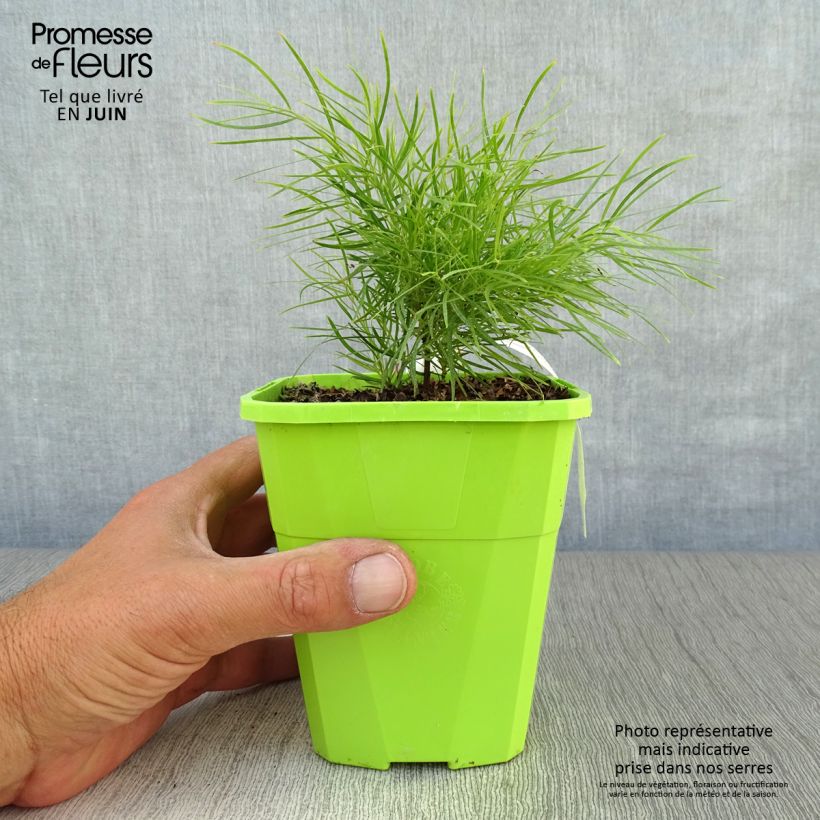 Esemplare di Acacia cognata Limelight - Mimosa Vaso da 1L/1,5L consegnato in estate