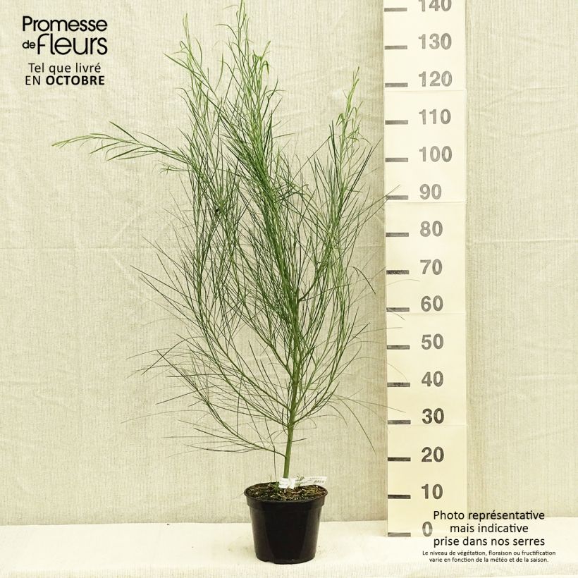 Esemplare di Acacia retinodes - Mimosa 4 stagioni Vaso da 2L/3L come consegnato in autunno
