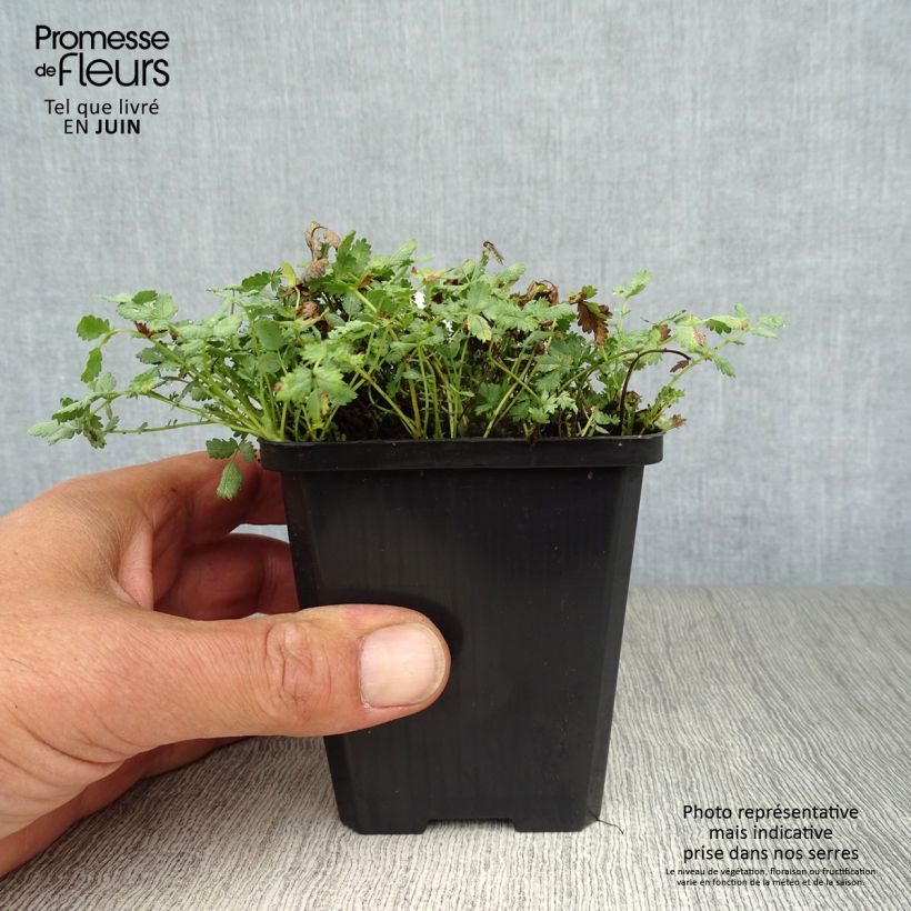 Esemplare di Acaena buchananii Vasetto da 8/9 cm consegnato in estate