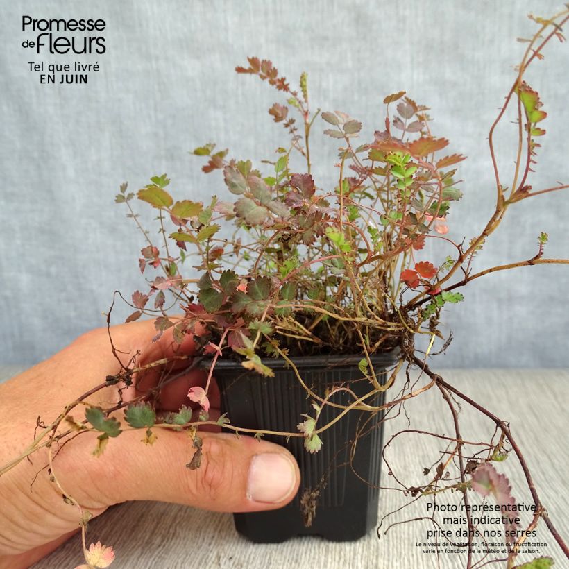 Esemplare di Acaena inermis Purpurea Vasetto da 8/9 cm consegnato in estate