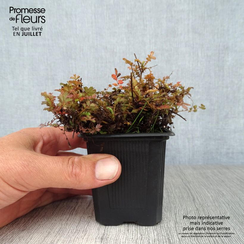 Esemplare di Acaena microphylla Kupferteppich Vasetto da 8/9 cm consegnato in estate