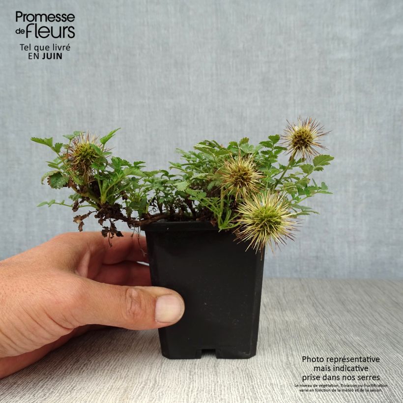 Esemplare di Acaena microphylla Vasetto da 8/9 cm consegnato in estate