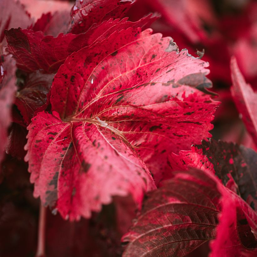 Acalypha godseffiana (Fogliame)