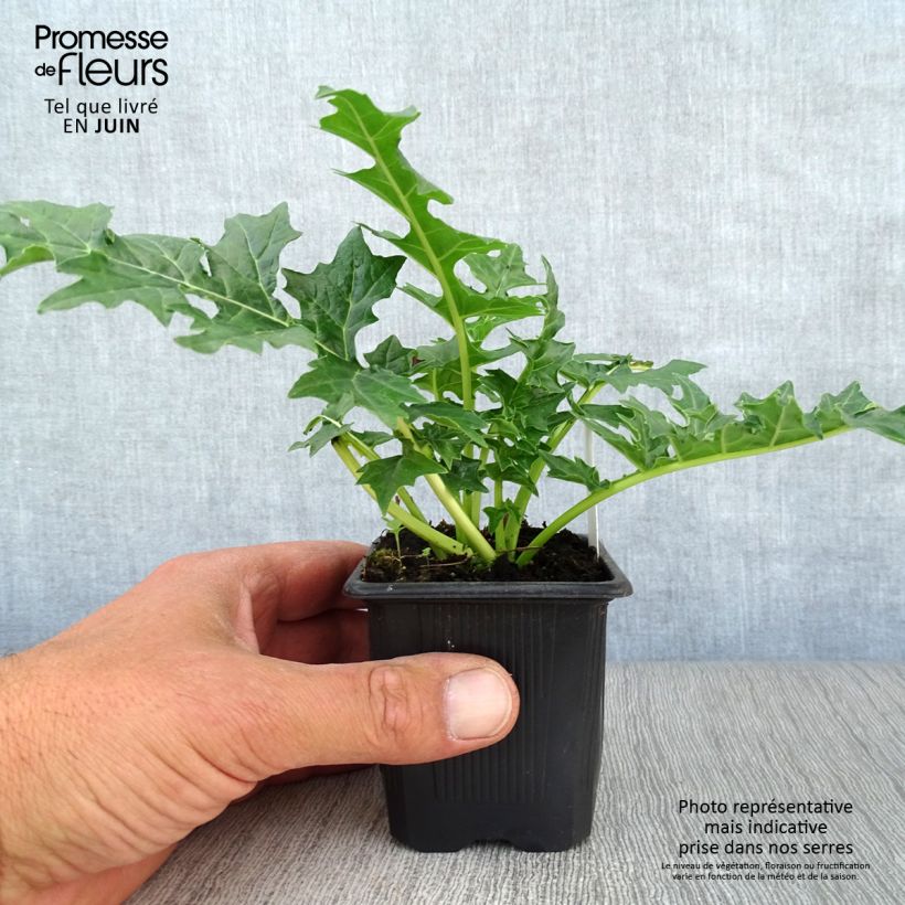 Esemplare di Acanthus hungaricus White Lips Vasetto da 8/9 cm consegnato in estate