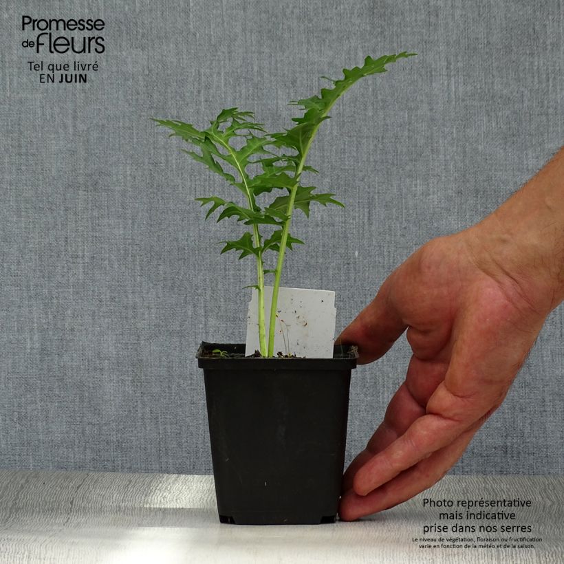 Esemplare di Acanthus spinosus - Acanto spinoso Vasetto da 8/9 cm consegnato in estate