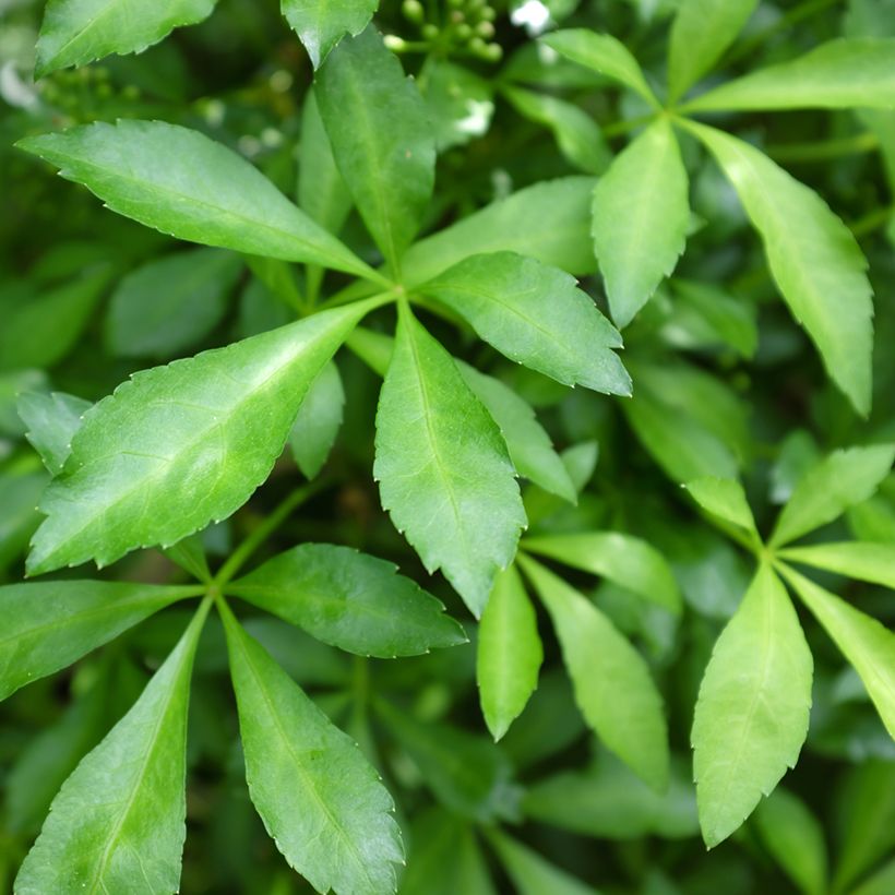 Acanthopanax henryi Nana (Fogliame)