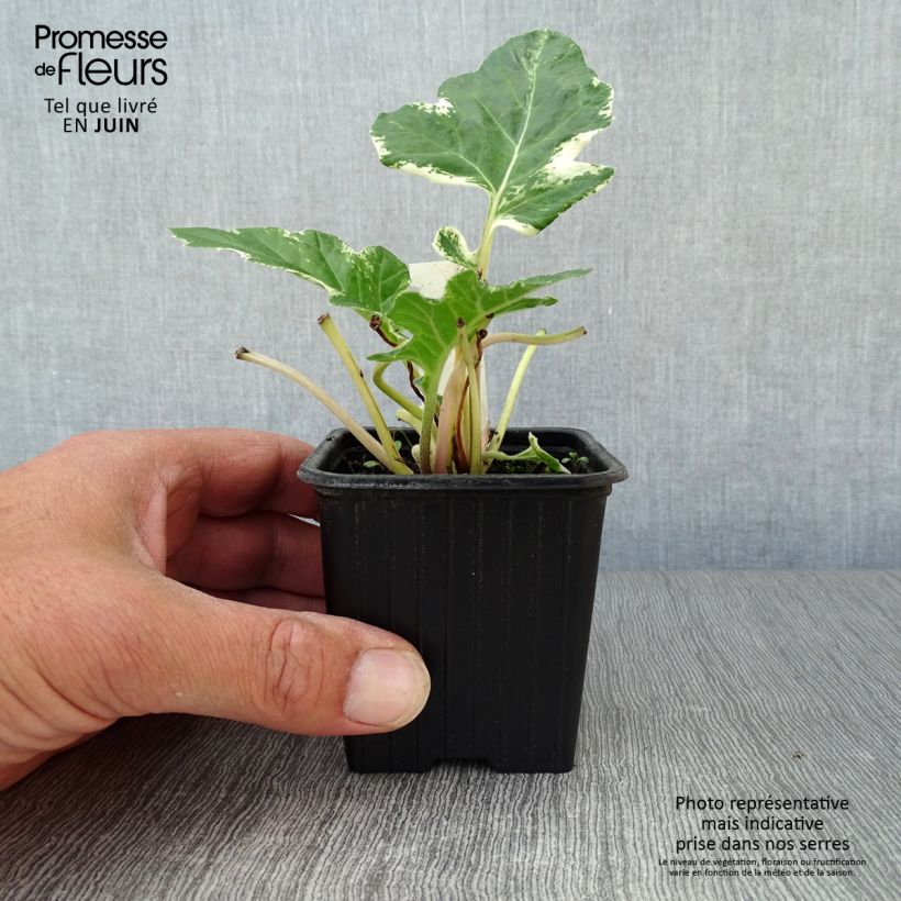 Esemplare di Acanthus mollis Whitewater Vasetto da 7/8 cm consegnato in estate