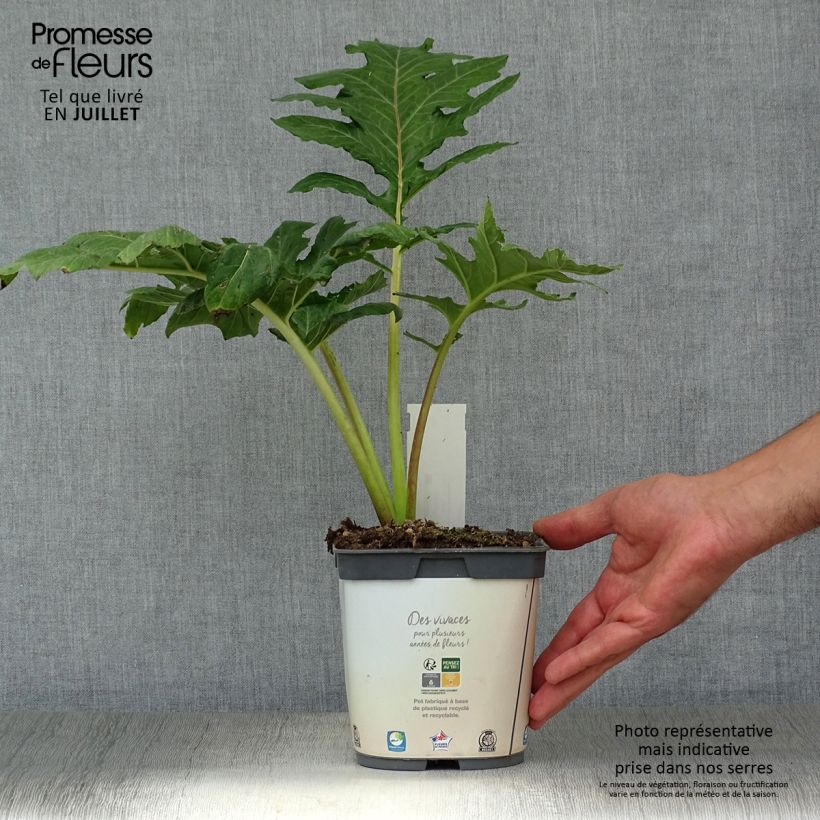 Esemplare di Acanthus mollis - Acanto Vaso da 2L/3L consegnato in estate