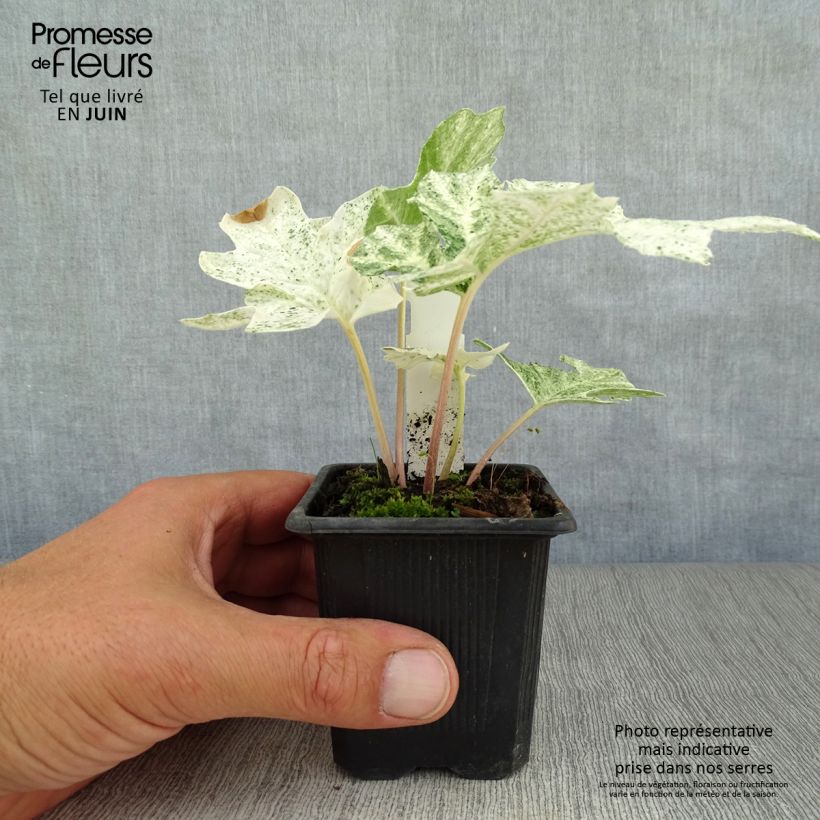 Esemplare di Acanthus mollis Tasmanian Angel Vasetto da 8/9 cm consegnato in estate