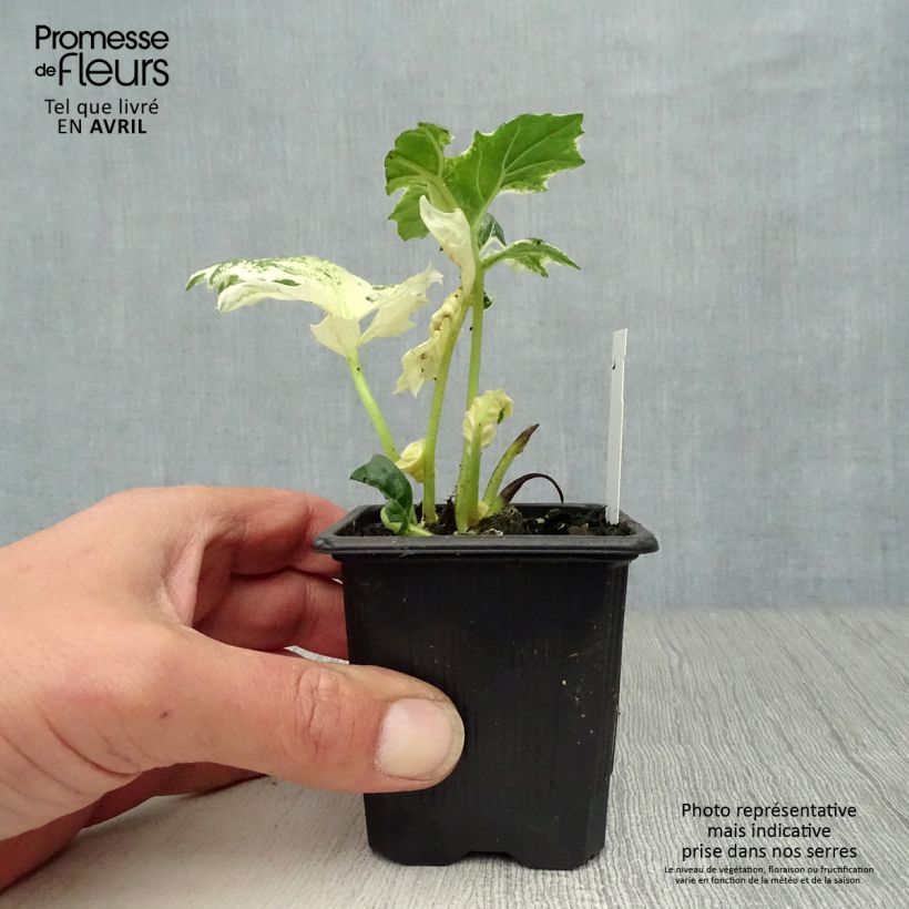 Acanthus mollis Tasmanian Angel - Acanthe panachée Godet de 8/9 cm esemplare consegnato in primavera