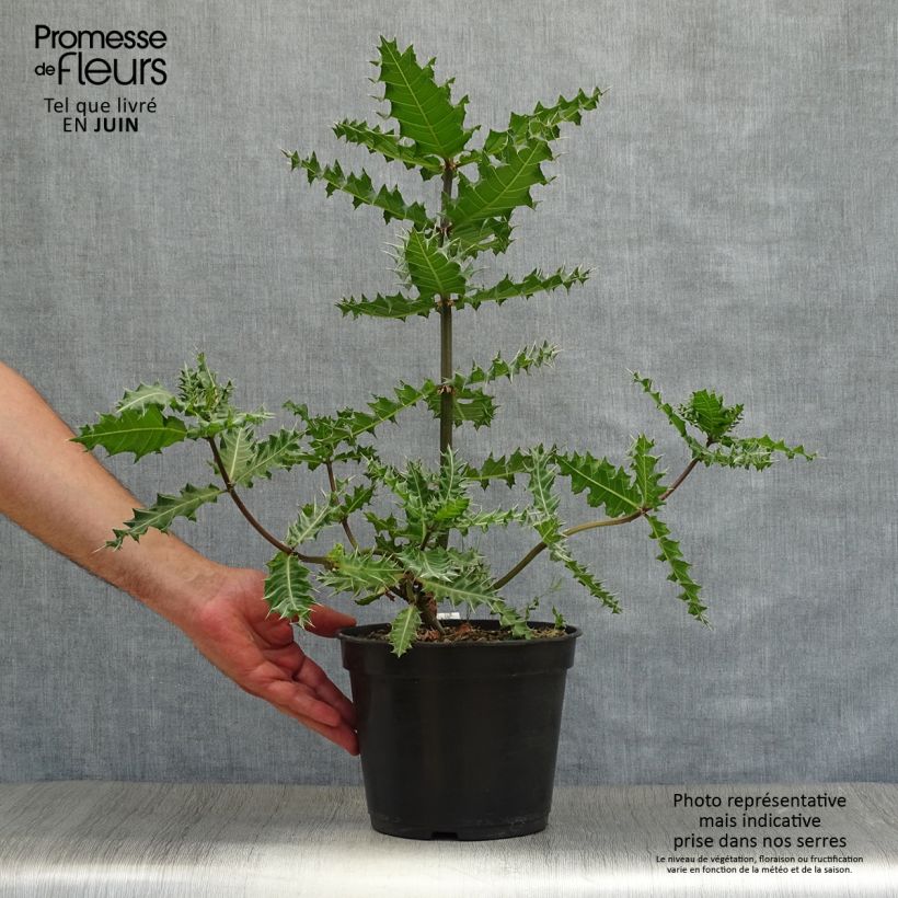 Esemplare di Acanthus sennii Vaso da 4L/5L consegnato in estate