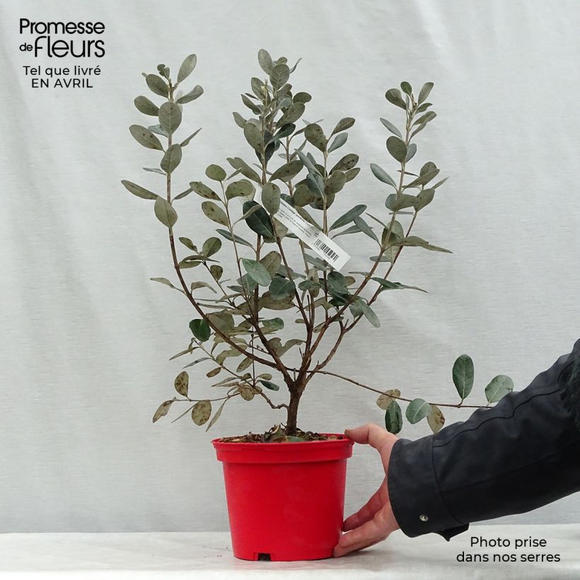 Feijoa Coolidge Vaso da 2L/3L esemplare consegnato in primavera