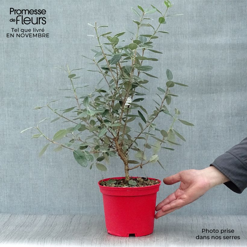 Esemplare di Acca sellowiana Gemini - Feijoa Vaso da 3L/4L come consegnato in autunno