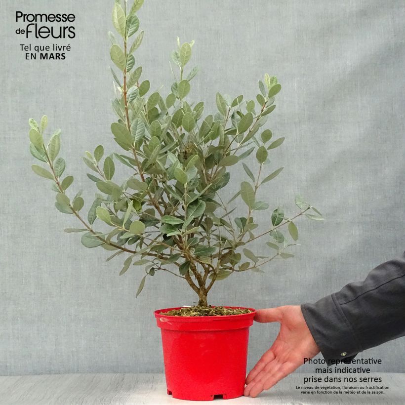 Acca sellowiana Gemini - Feijoa Vaso da 3L/4L esemplare consegnato in primavera