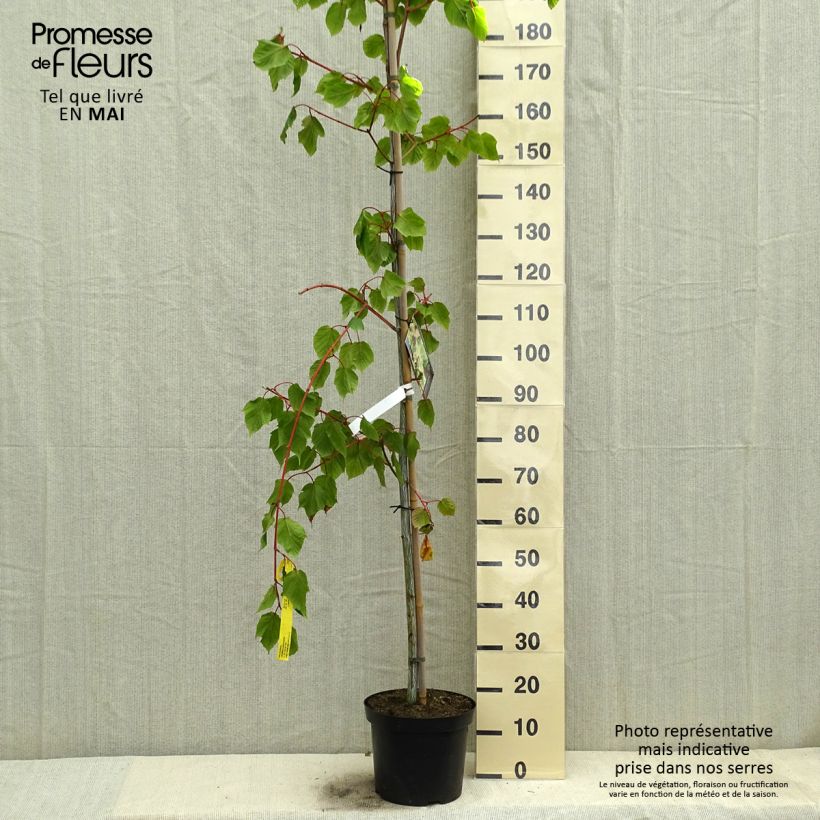 Acer conspicuum Red Flamingo - Acero pelle di serpente Vaso da 7,5L/10L esemplare consegnato in primavera