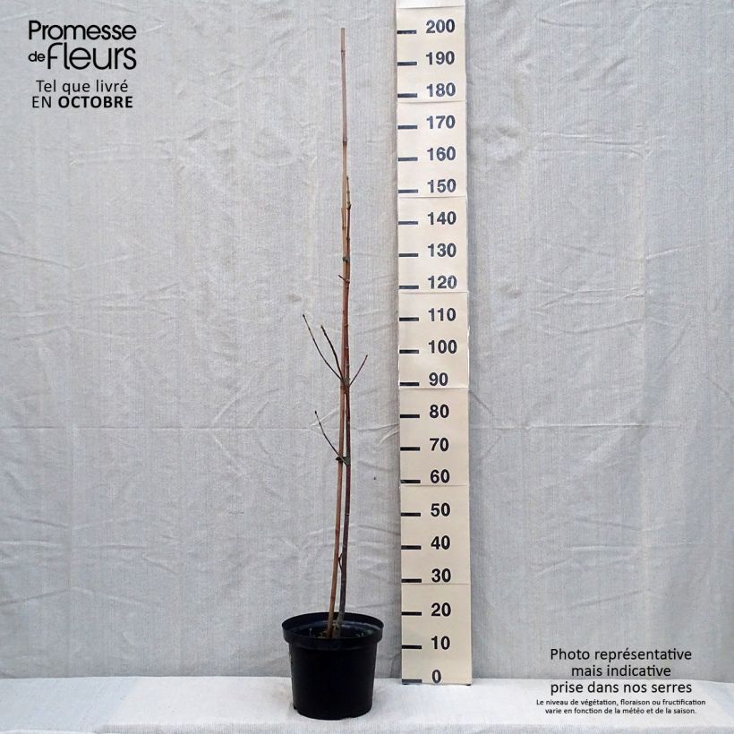 Esemplare di Acer macrophyllum Vaso da 7,5L/10L come consegnato in autunno