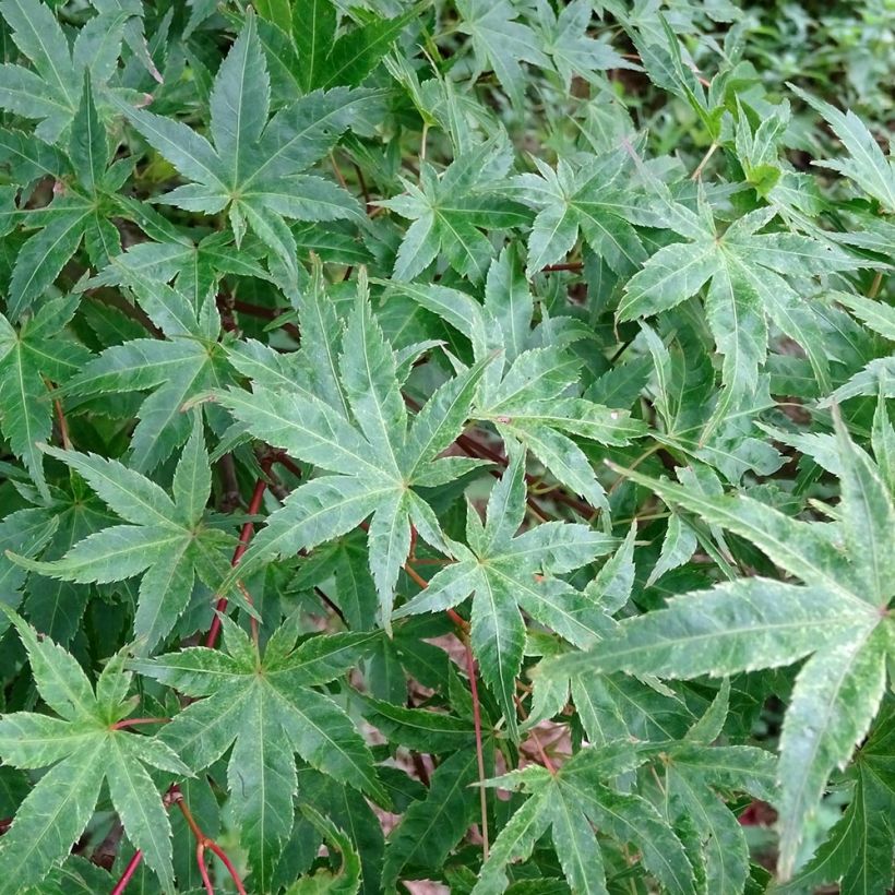 Acer palmatum Beni Tsukasa - Acero giapponese (Fogliame)