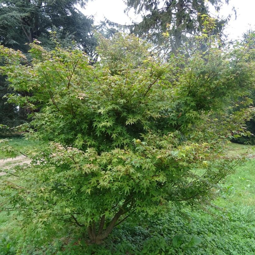 Acer palmatum Beni Tsukasa - Acero giapponese (Porto)
