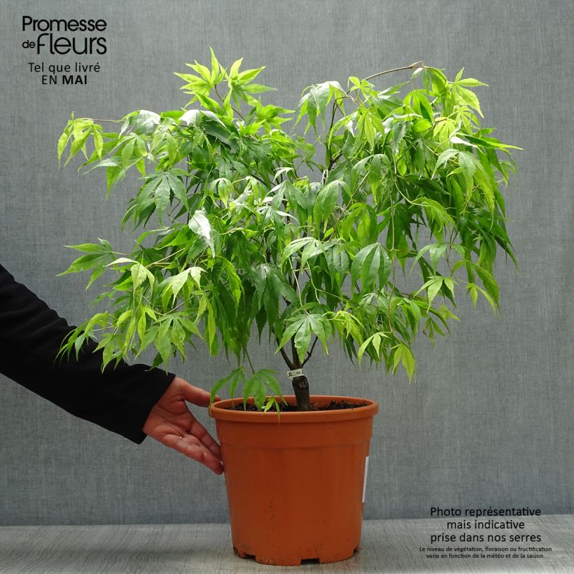 Acer palmatum Koto-No-Ito - Acero giapponese Vaso da 7,5L/10L esemplare consegnato in primavera