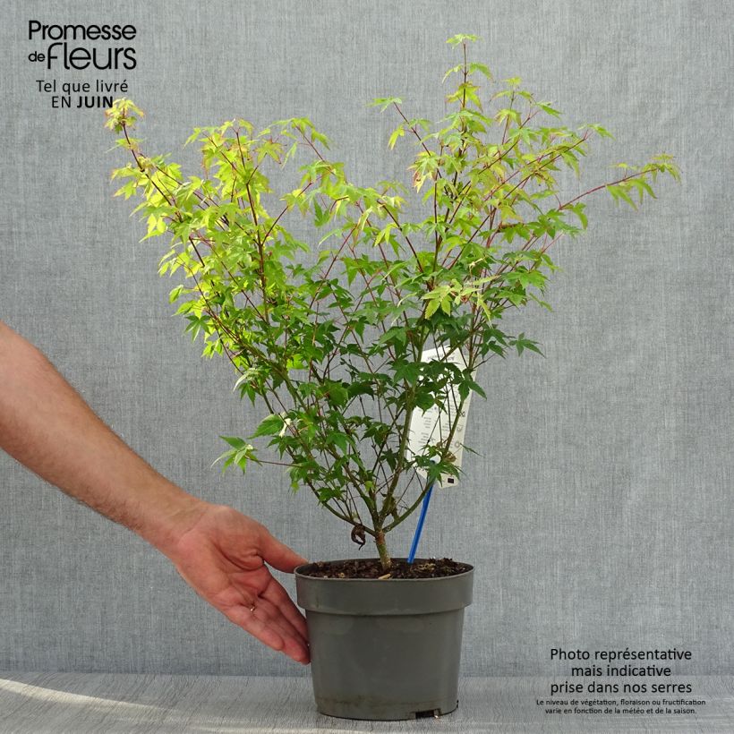 Esemplare di Acer palmatum Little Princess - Acero giapponese Vaso da 2L/3L consegnato in estate