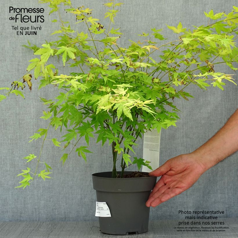 Esemplare di Acer palmatum Orange Dream - Acero giapponese Vaso da 3L/4L consegnato in estate