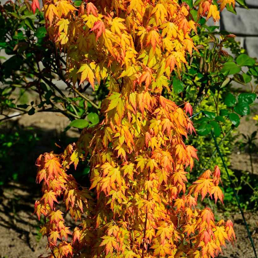 Acer palmatum Orange Dream - Acero giapponese (Porto)