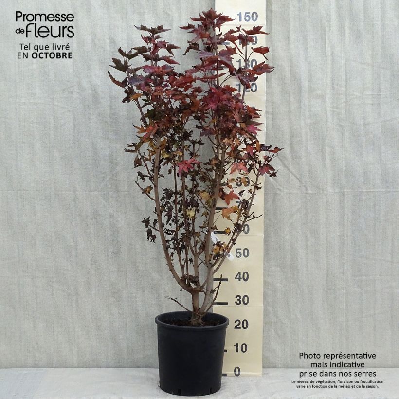 Esemplare di Acer platanoides Crimson Sentry - Acero riccio Vaso da 12L/15L come consegnato in autunno