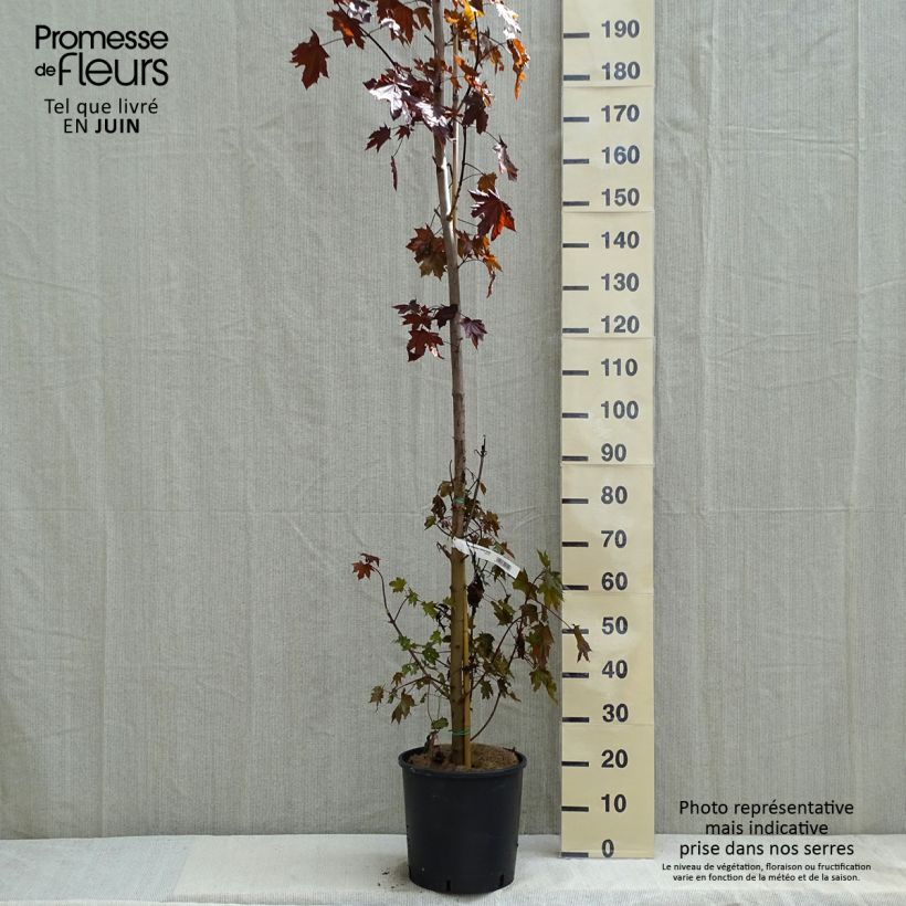 Acer platanoides Crimson Sentry - Acero riccio Vaso da 12L/15LAltezza consegnata circa 280/300cm esemplare consegnato in primavera