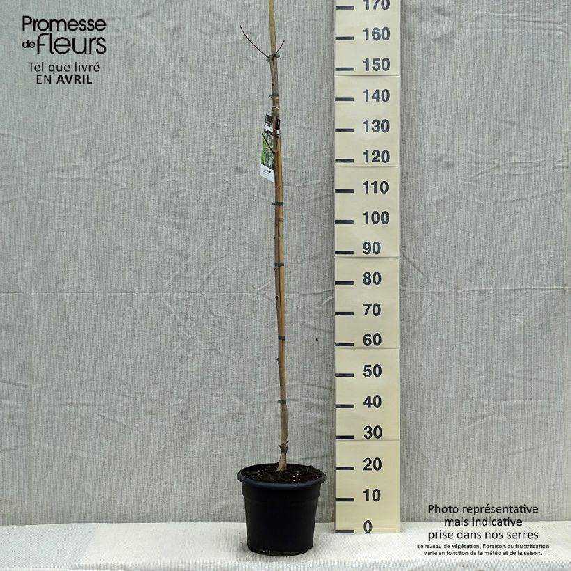 Acer platanoides - Acero riccio Vaso da 7,5L/10LAltezza consegnata circa 140/160cm esemplare consegnato in primavera