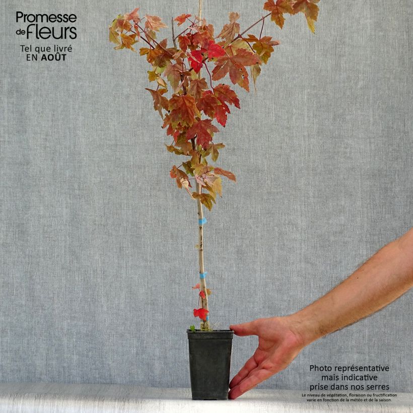 Esemplare di Acer rubrum Redpointe - Acero Rosso Vaso da 1L/1,5L consegnato in estate