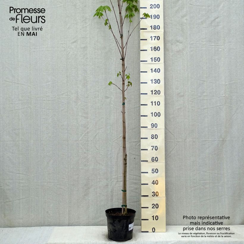 Acer saccharum Vaso da 7,5L/10L esemplare consegnato in primavera