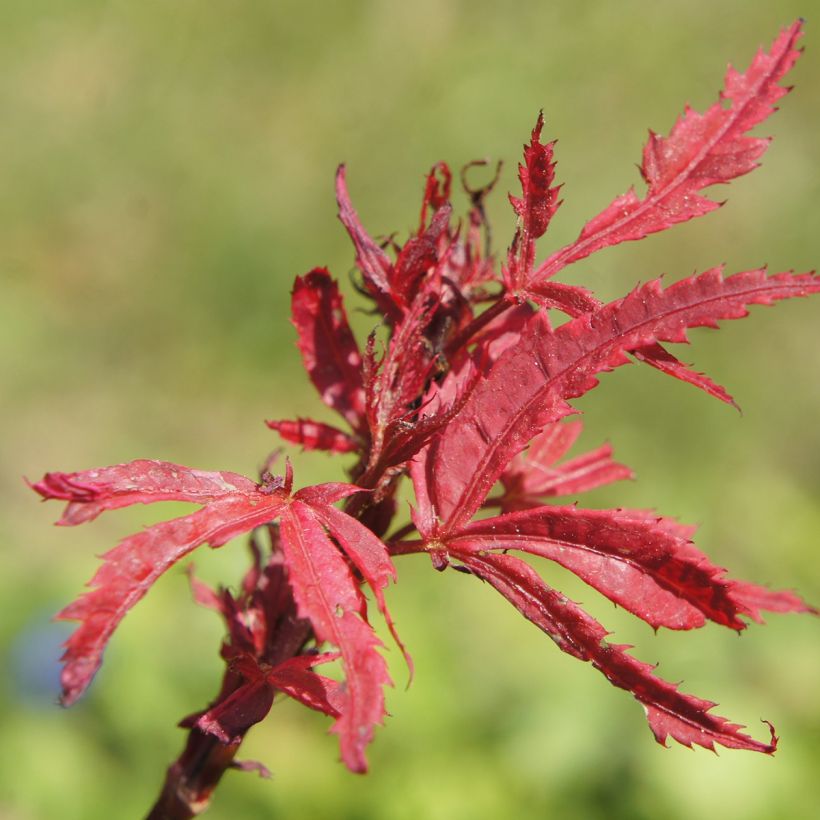 Acer palmatum Shirazz - Acero giapponese (Fogliame)