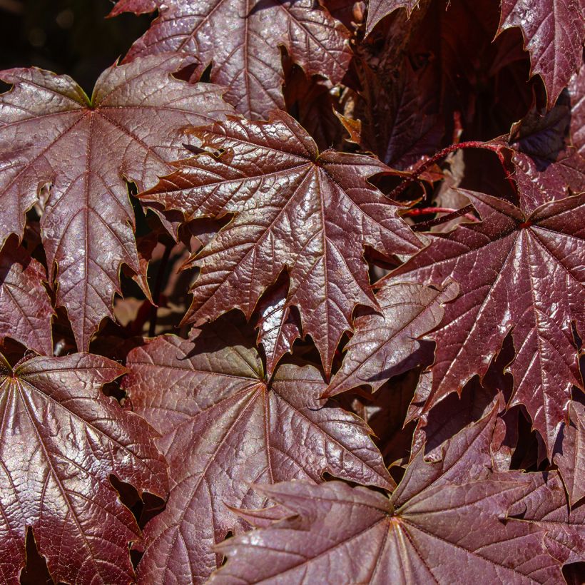 Acer platanoides Crimson Sentry - Acero riccio (Fogliame)