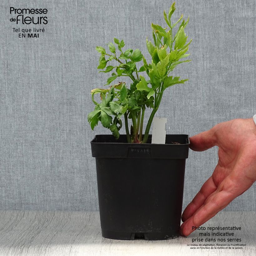 Levisticum officinale - Levistico Vaso da 2L/3L esemplare consegnato in primavera