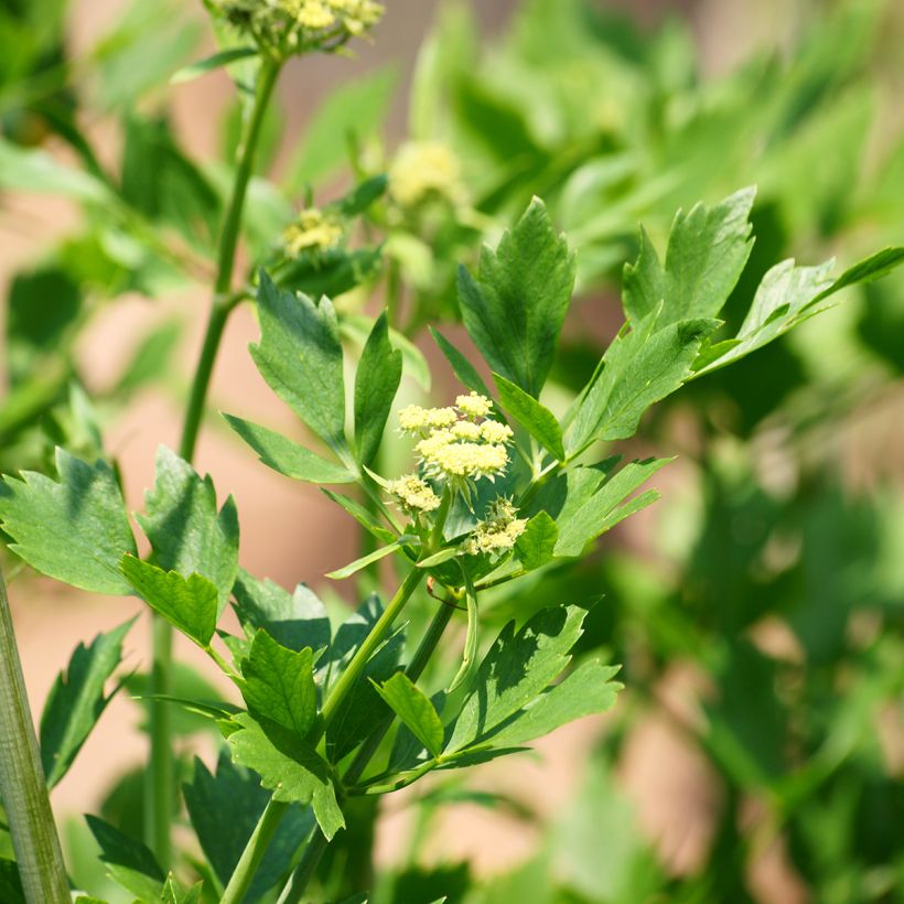 Levisticum officinale - Levistico (Fioritura)