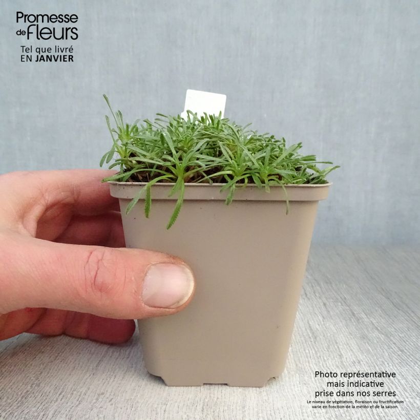 Achillea ageratifolia Vasetto da 8/9 cm esemplare consegnato in inverno