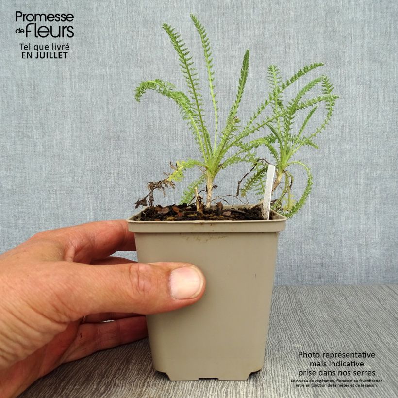 Esemplare di Achillea Little Moonshine Vasetto da 8/9 cm consegnato in estate