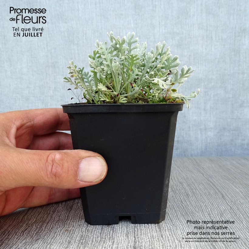 Esemplare di Achillea kellereri Vasetto da 8/9 cm consegnato in estate