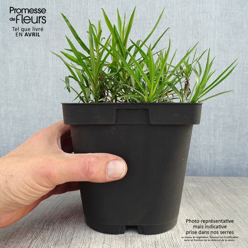 Achillea ptarmica Boule de Neige - Bouton d'argent Pot de 2L/3L esemplare consegnato in primavera