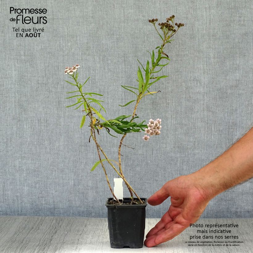 Esemplare di Achillea sibirica subsp. camtschatica Love Parade Vasetto da 8/9 cm consegnato in estate