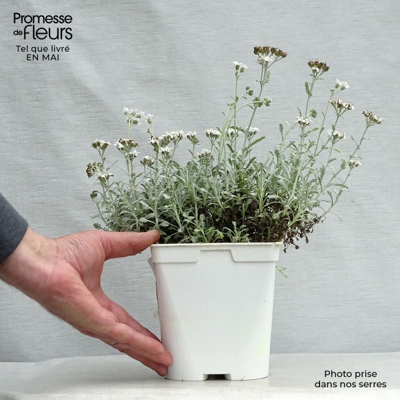 Achillea umbellata Vaso da 2L/3L esemplare consegnato in primavera