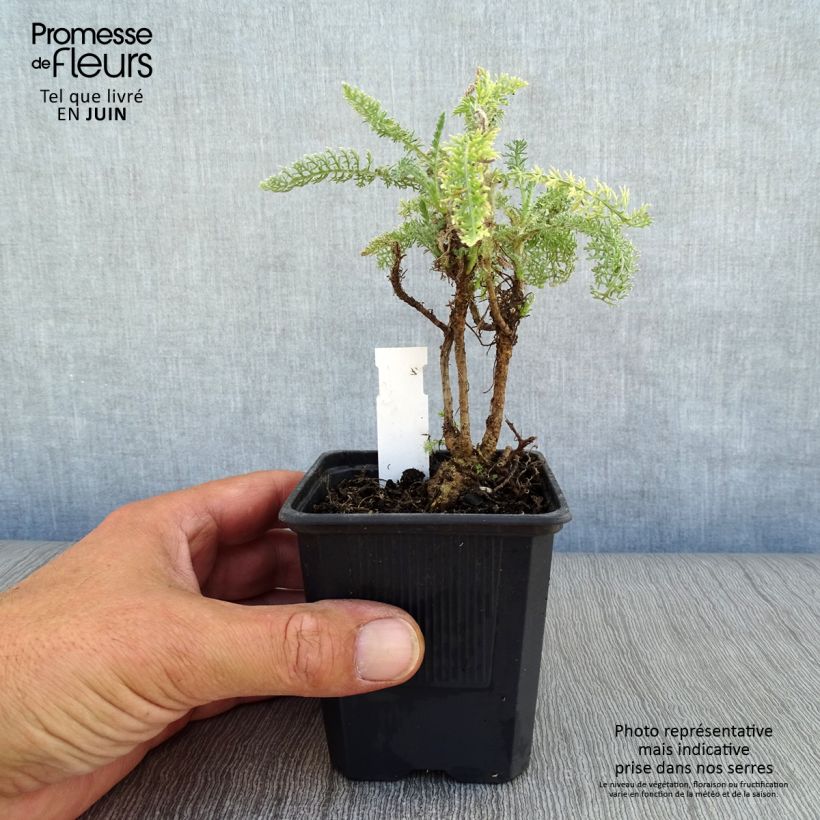 Esemplare di Achillea crithmifolia Vasetto da 8/9 cm consegnato in estate
