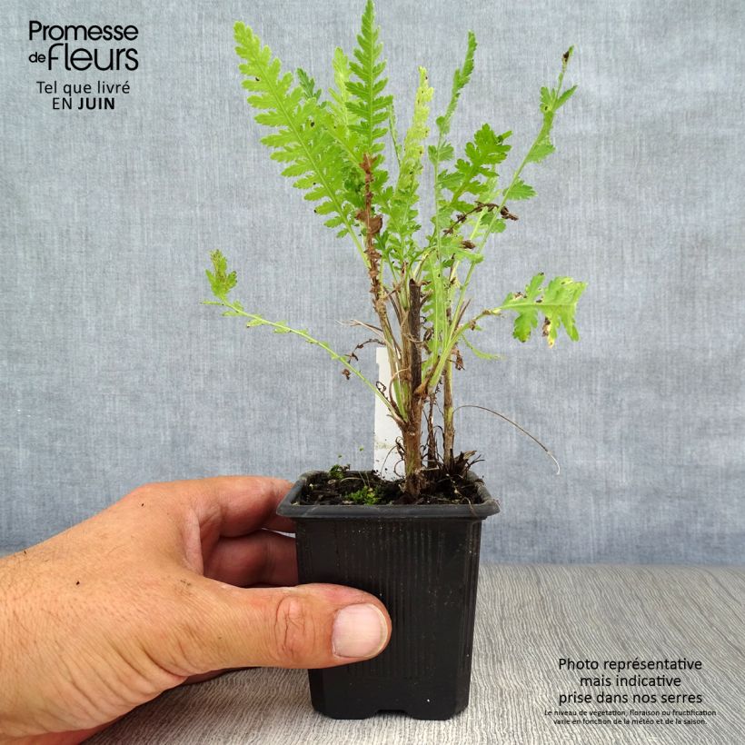 Esemplare di Achillea filipendulina Parker's Variety Vasetto da 8/9 cm consegnato in estate