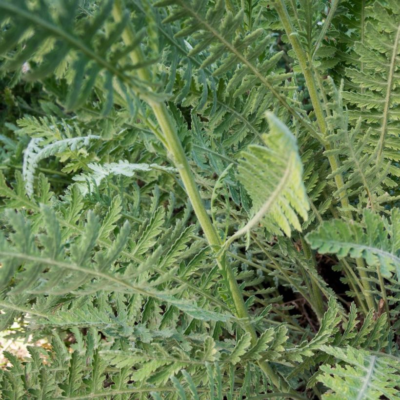 Achillea Coronation Gold (Fogliame)