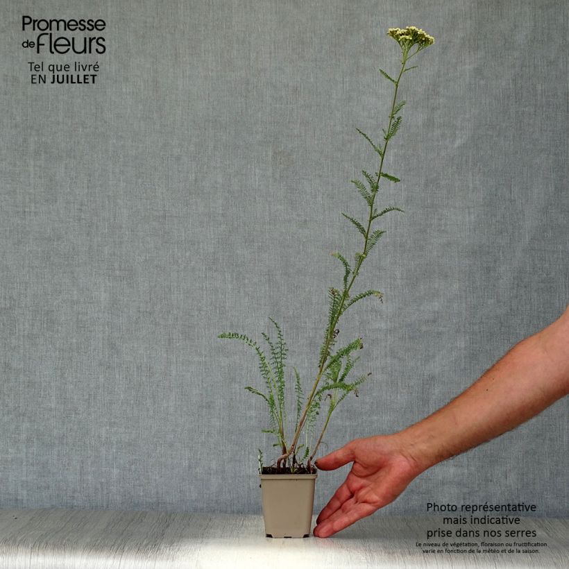 Esemplare di Achillea Credo Vasetto da 8/9 cm consegnato in estate