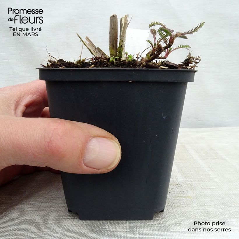 Achillea Hoffnung Vasetto da 8/9 cm esemplare consegnato in inverno